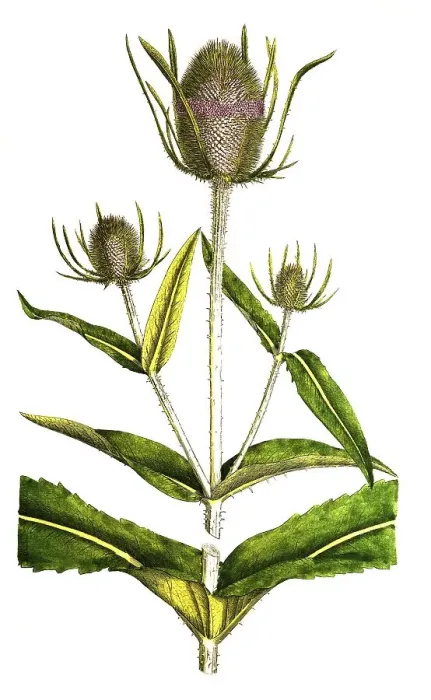 Framed Print : Wilde Karde (Dipsacus fullonum) Framed Print : Wilde Karde (Dipsacus fullonum)