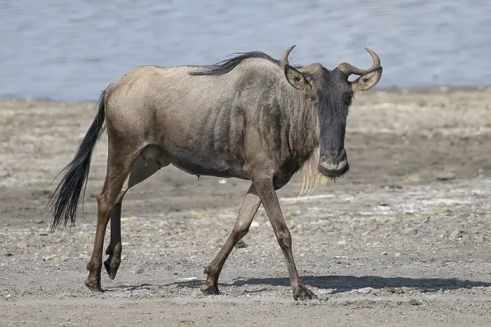 Framed Print : Wildebeest (Connochaetes), animal at the lake Framed Print : Wildebeest (Connochaetes), animal at the lake