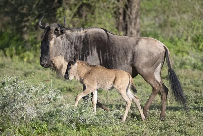 Framed Print : Wildebeest (Connochaetes), cow with calf Framed Print : Wildebeest (Connochaetes), cow with calf