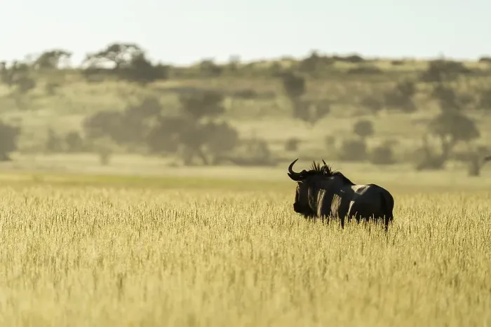 Framed Print : A wildebeest (Connochaetes) looks over a field of high grass to the African sunset
