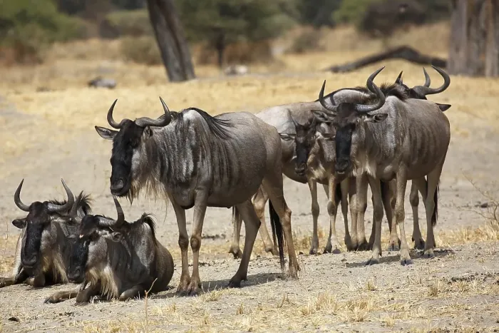 Framed Print : Wildebeest (Connochaetes sp.), small group Framed Print : Wildebeest (Connochaetes sp.), small group