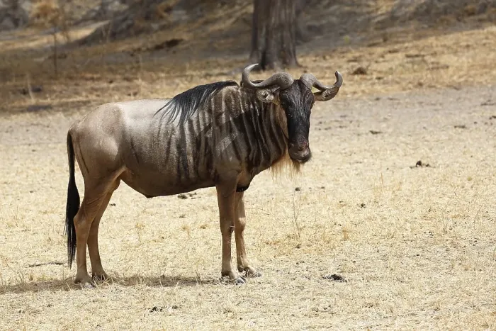 Framed Print : Wildebeest (Connochaetes sp.), Tarangire National Park