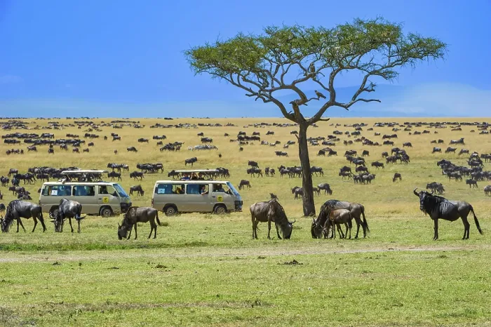 Framed Print : Wildebeest (Connochaetes taurinus)