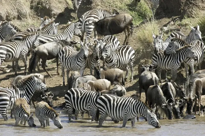 Framed Print : Wildebeest (Connochaetes taurinus) and common zebras (Equus burchelli) crossing the Mara River during migration Framed Print : Wildebeest (Connochaetes taurinus) and common zebras (Equus burchelli) crossing the Mara River during migration