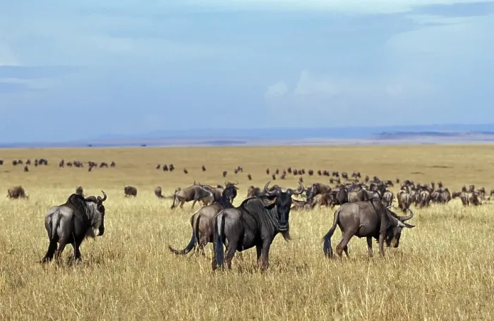 Framed Print : Wildebeests (Connochaetes), animal migration