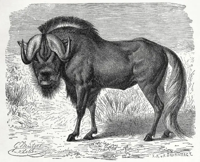 Framed Print : Wildebeests (Connochaetes), the individual animal the wildebeest