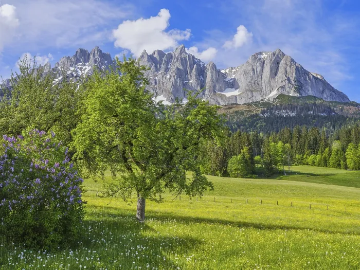Framed Print : Wilder Kaiser in spring, Lilac and trees Framed Print : Wilder Kaiser in spring, Lilac and trees