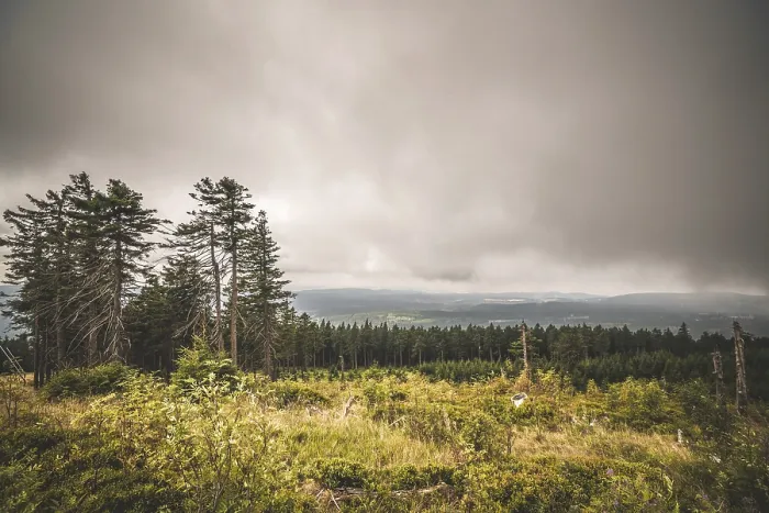 Framed Print : Wilderness landscape in cloudy weather overcast with a pine tree forest
