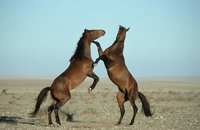 Framed Print : Wildhorses, fighting, desert stallion