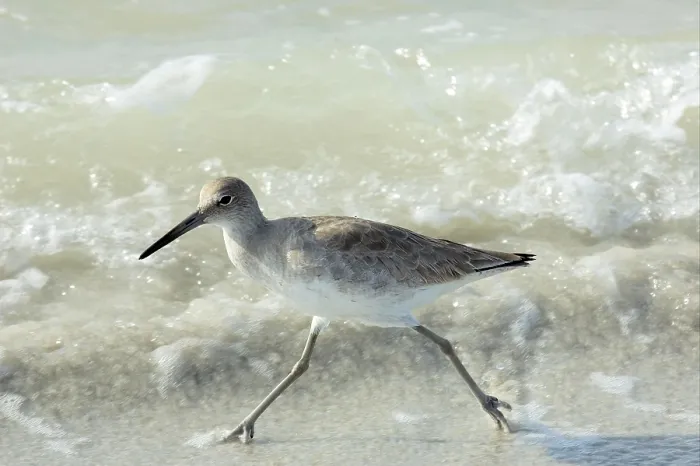 Framed Print : Willet (Catoptrophorus semipalmatus) adult running along shoreline