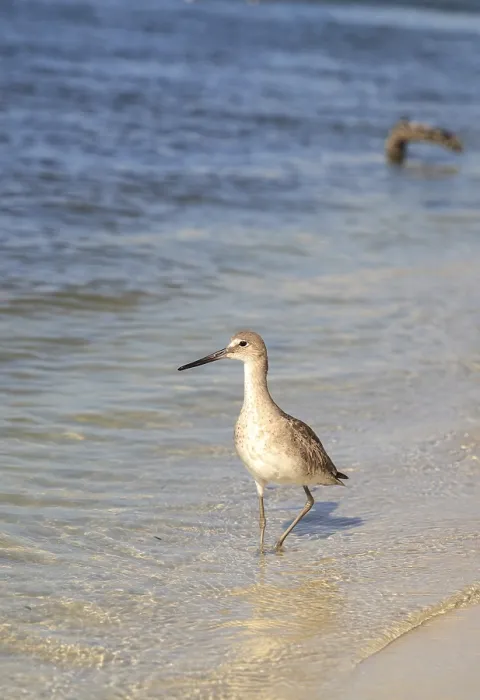 Framed Print : Willet shorebird Tringa semipalmata along the shore of Clam Pass in Naples Framed Print : Willet shorebird Tringa semipalmata along the shore of Clam Pass in Naples