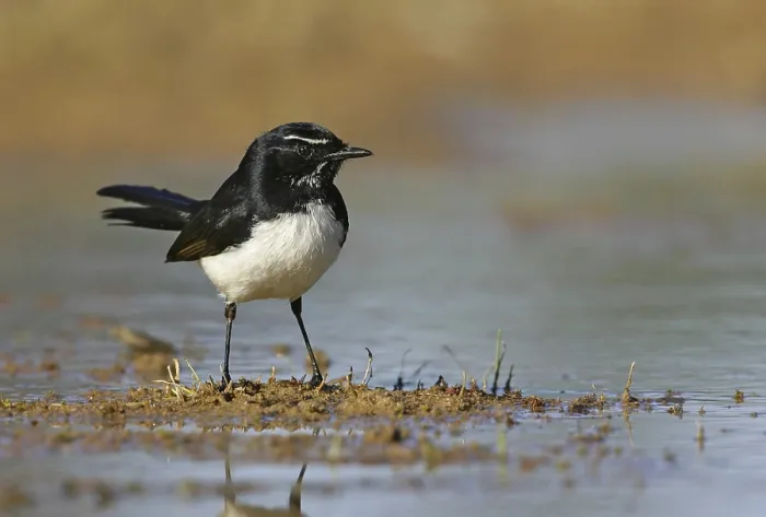 Framed Print : Willie Wagtail (Rhipidura leucophrys) Framed Print : Willie Wagtail (Rhipidura leucophrys)
