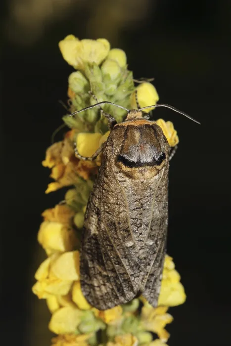 Framed Print : Willow borer (Cossus cossus)