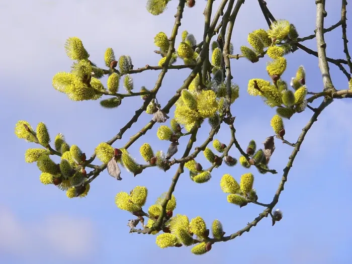 Framed Print : Willow in flower, willow catkins