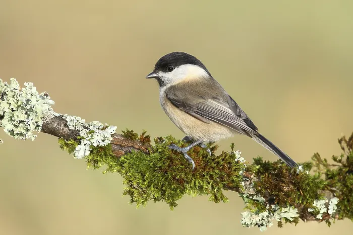 Framed Print : Willow Tit (Parus montanus), sitting on a branch overgrown with lichen and moss Framed Print : Willow Tit (Parus montanus), sitting on a branch overgrown with lichen and moss