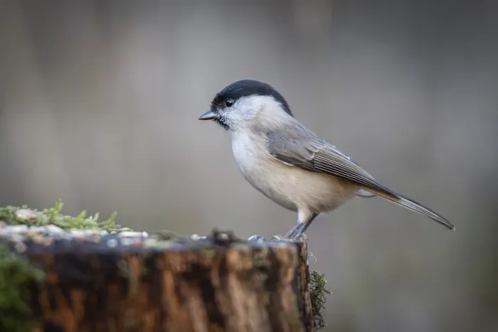 Framed Print : Willow Tit (Parus montanus) sitting on a tree trunk