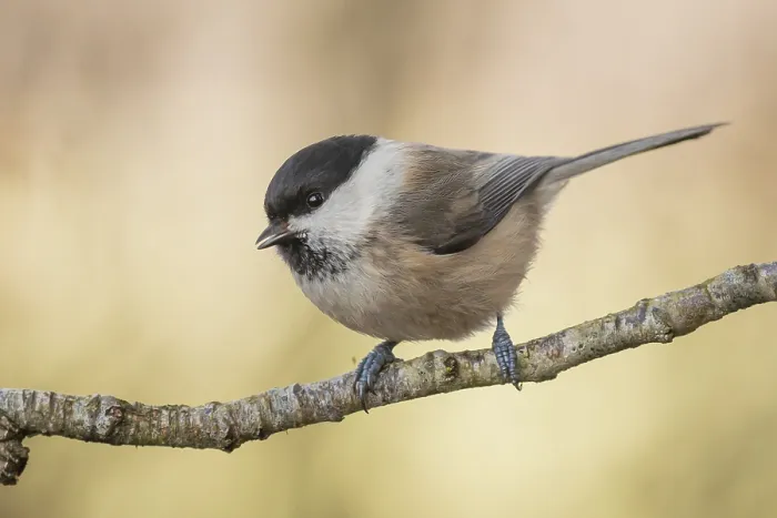 Framed Print : Willow Tit (Poecile montanus) perched on a branch