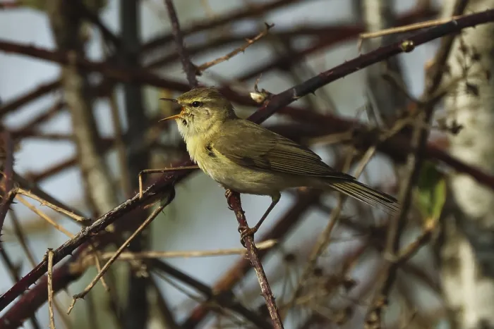 Framed Print : Willow Warbler, Phylloscopus collybita Framed Print : Willow Warbler, Phylloscopus collybita