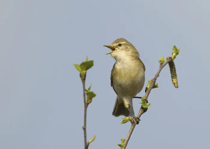 Framed Print : Willow warbler (Phylloscopus trochilus) Framed Print : Willow warbler (Phylloscopus trochilus)