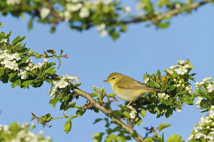 Framed Print : Willow Warbler, Willow Warbler Framed Print : Willow Warbler, Willow Warbler