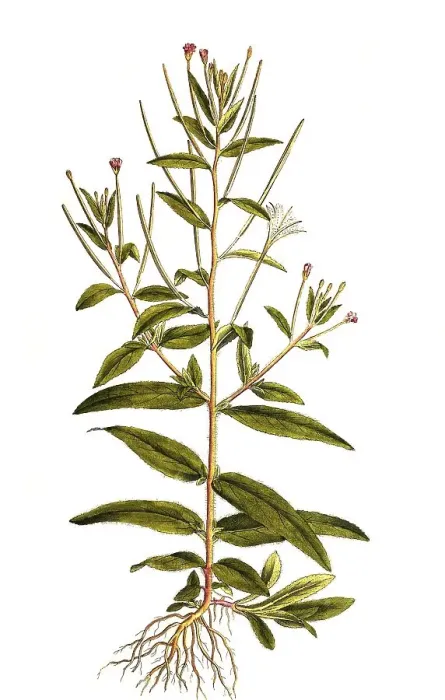 Framed Print : Willowherb (Epilobium) villosum
