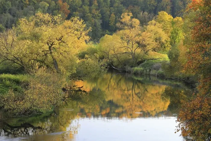 Framed Print : Willows (Salix), autumn colouring Framed Print : Willows (Salix), autumn colouring