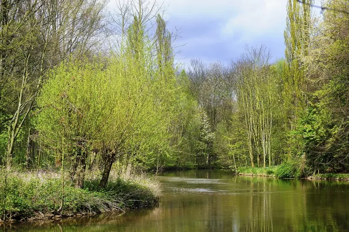 Framed Print : Willows in the sunlight on the banks of a river