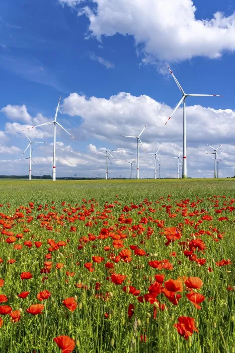 Framed Print : Wind farm, field with flower strips Framed Print : Wind farm, field with flower strips