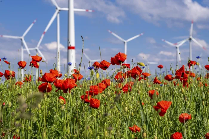 Framed Print : Wind farm, field with flower strips Framed Print : Wind farm, field with flower strips