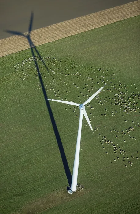 Framed Print : Wind turbine in a field, flock of sheep