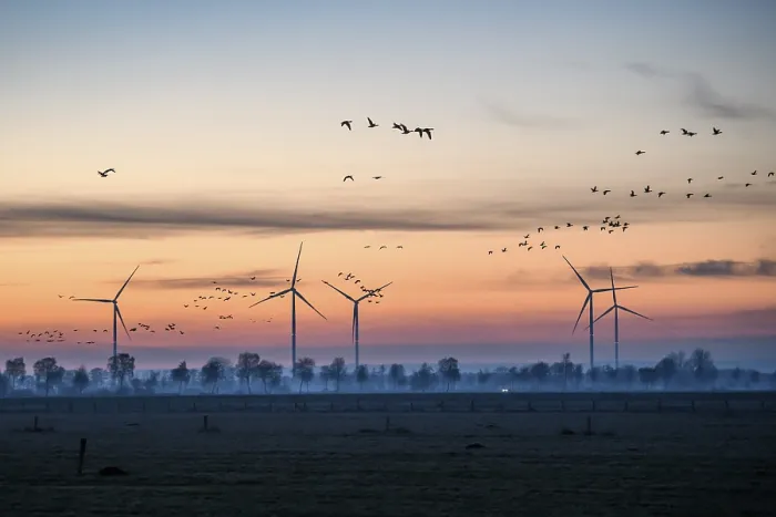 Framed Print : Wind turbines at dusk with flying birds and trees in the background Framed Print : Wind turbines at dusk with flying birds and trees in the background
