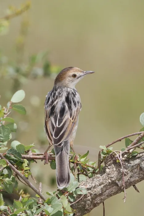 Framed Print : Winding Cisticola (Cisticola marginatus) Framed Print : Winding Cisticola (Cisticola marginatus)