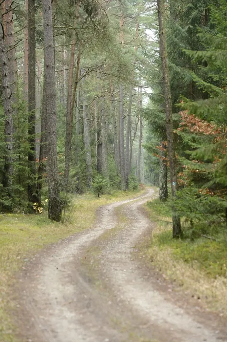 Framed Print : A winding dirt path through a serene