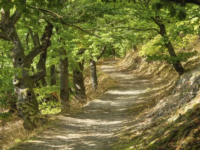 Framed Print : A winding forest path lined with dense trees and flooded with sunlight