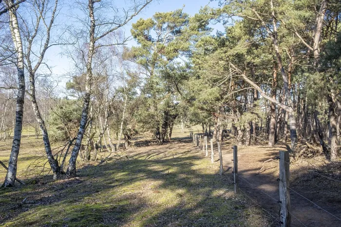 Framed Print : Winding forest path with trees casting shadows on the sunny ground