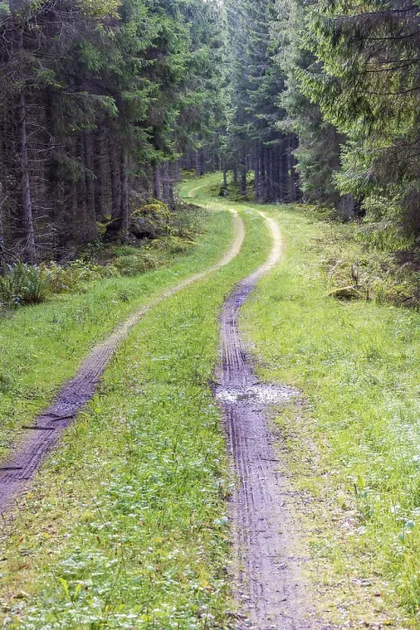 Framed Print : Winding forest road in a spruce forest with muddy tire tracks Sweden