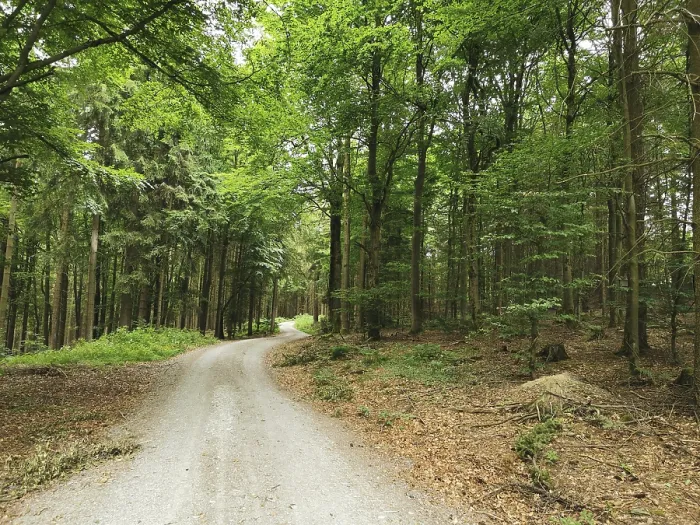 Framed Print : A winding forest trail, lined with thick trees and fresh greenery