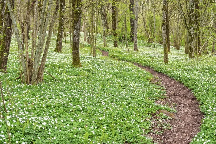 Framed Print : Winding nature footpath in a budding deciduous forest with flowering wood anemones (Anemone nemorosa) a spring day
