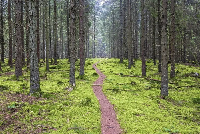 Framed Print : Winding nature footpath in a spruce forest covered with green moss on the forest floor Framed Print : Winding nature footpath in a spruce forest covered with green moss on the forest floor