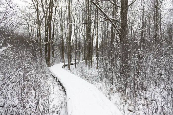Framed Print : A winding snowy path through a tranquil forest with tall trees and bare branches in London