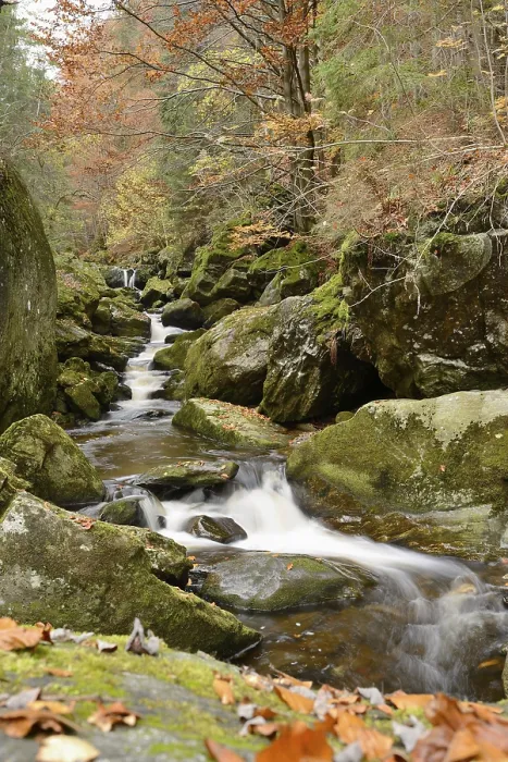 Framed Print : Winding stream flowing through a forest surrounded by leaves and moss-covered rocks
