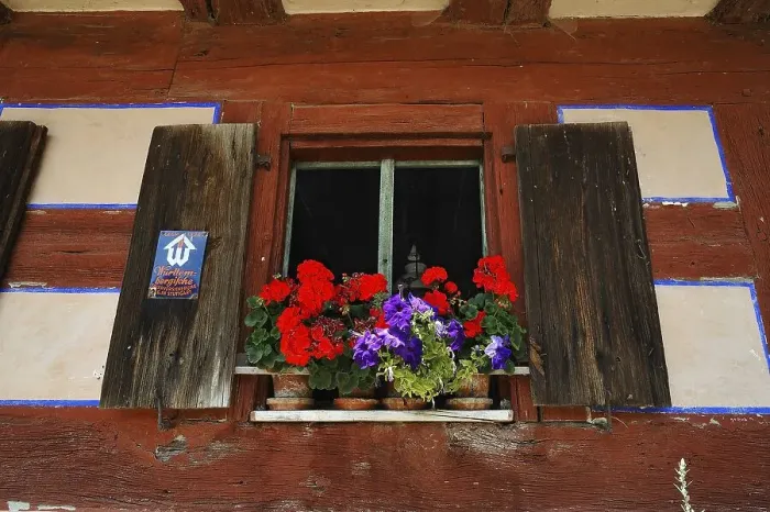 Framed Print : Window with flowering geraniums (Pelargonium peltatum hybrids) on a farmhouse from 1684