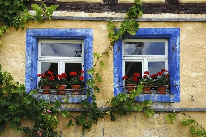 Framed Print : Window with geraniums and blue bordered windows