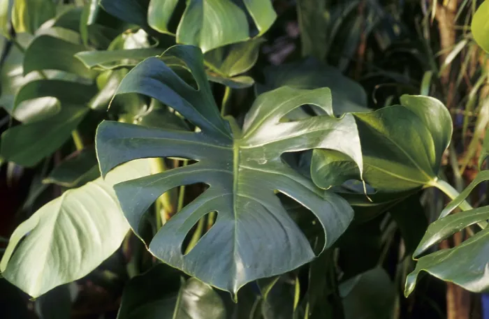 Framed Print : Window leaf (Monstera deliciosa) Framed Print : Window leaf (Monstera deliciosa)