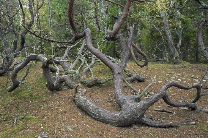 Framed Print : Windswept Scots pine (Pinus sylvestris) trees with contorted shapes in Trollskogen