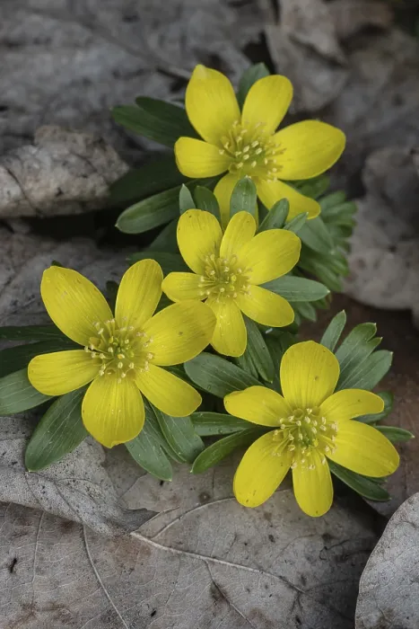 Framed Print : Winter aconite (Eranthis hyemalis)