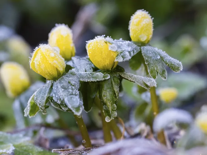Framed Print : Winter Aconite (Erauthis hyemalis)