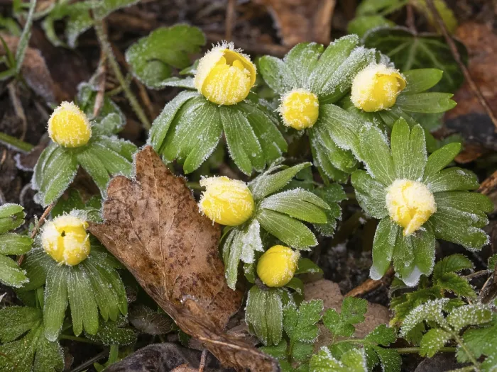 Framed Print : Winter Aconite (Erauthis hyemalis)
