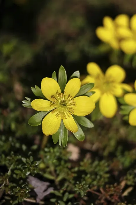 Framed Print : Winter aconites (Eranthis hyemalis) Framed Print : Winter aconites (Eranthis hyemalis)