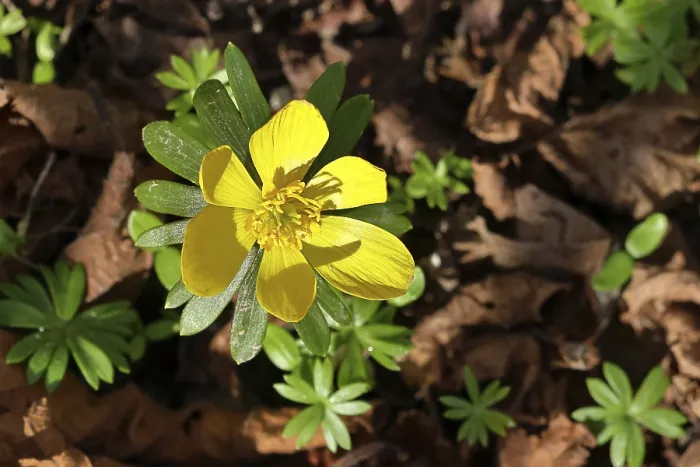 Framed Print : Winter aconites (Eranthis hyemalis)